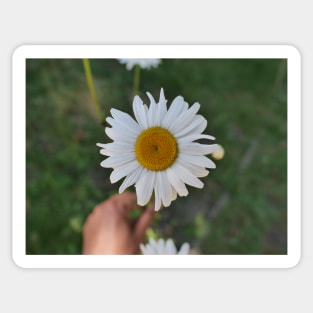 Daisy flower with its yellow disk Sticker